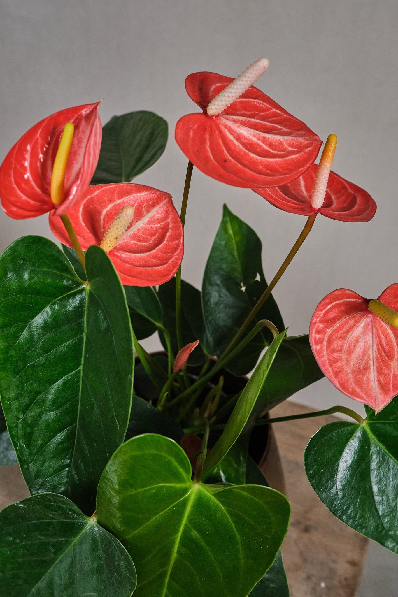 Anthurium Livium Orange - Vibrant Orange Flamingo Flower for Home & Office Decor | Perfect for Indoor Plants, Gifts, and Tropical-Themed Spaces