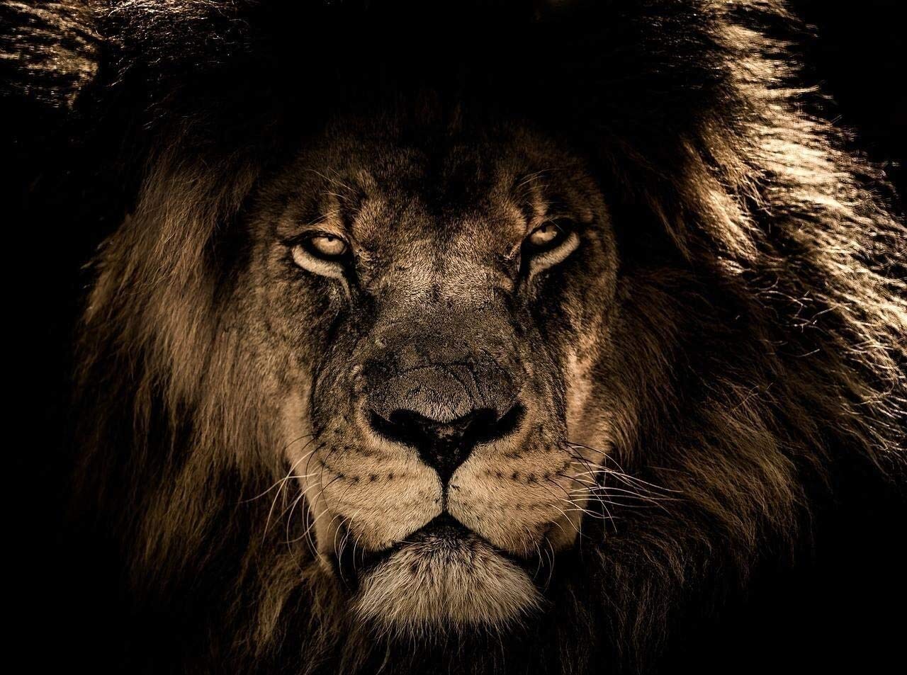 1000-Piece Wooden Puzzle for Adults - Black Lion Head DIY Educational Puzzle - Christmas Home Decor Gift for Puzzle Lovers & Brain Training Enthusiasts | Perfect for Family Game Nights, Stress Relief & Home Decoration
