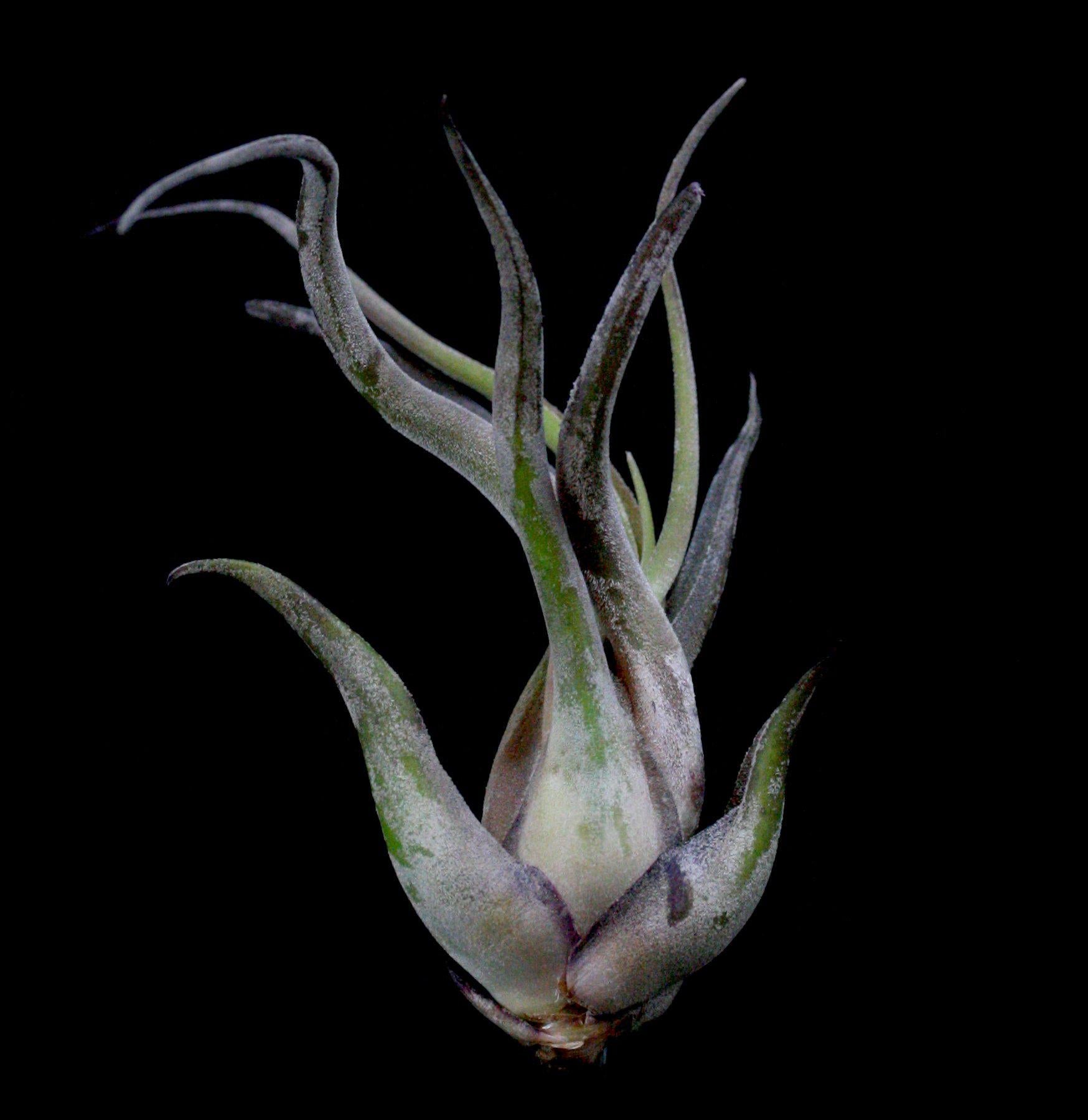 Tillandsia Caput Medusae Air Plant - Unique Live Tillandsia for Home Decor, Terrariums & Office Spaces