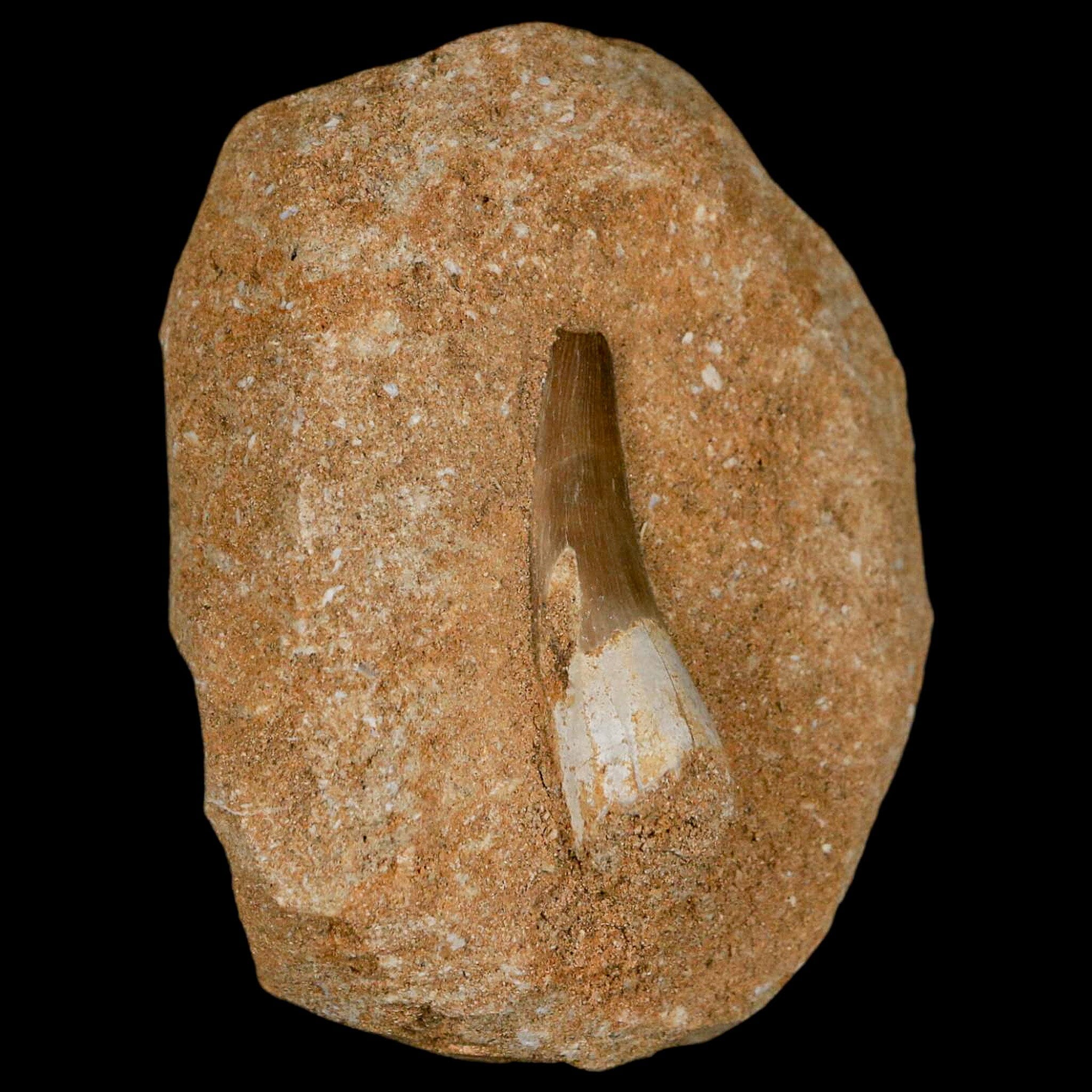 1.5 Inch Authentic Plesiosaur Zarafasaura Tooth Fossil in Matrix - Cretaceous Dinosaur Era Specimen with COA - Perfect for Fossil Collectors, Paleontology Enthusiasts, and Educational Displays
