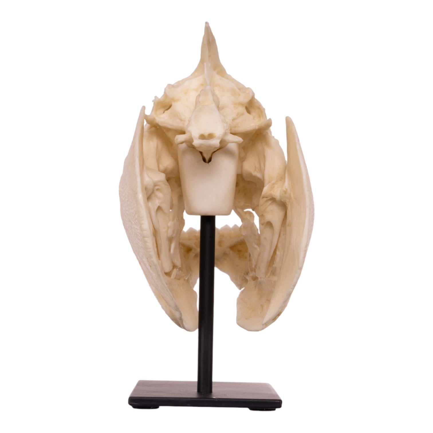 Authentic Pacu Fish Skull Replica on Display Stand - Unique Home Decor, Taxidermy Collectible & Gothic Halloween Decoration
