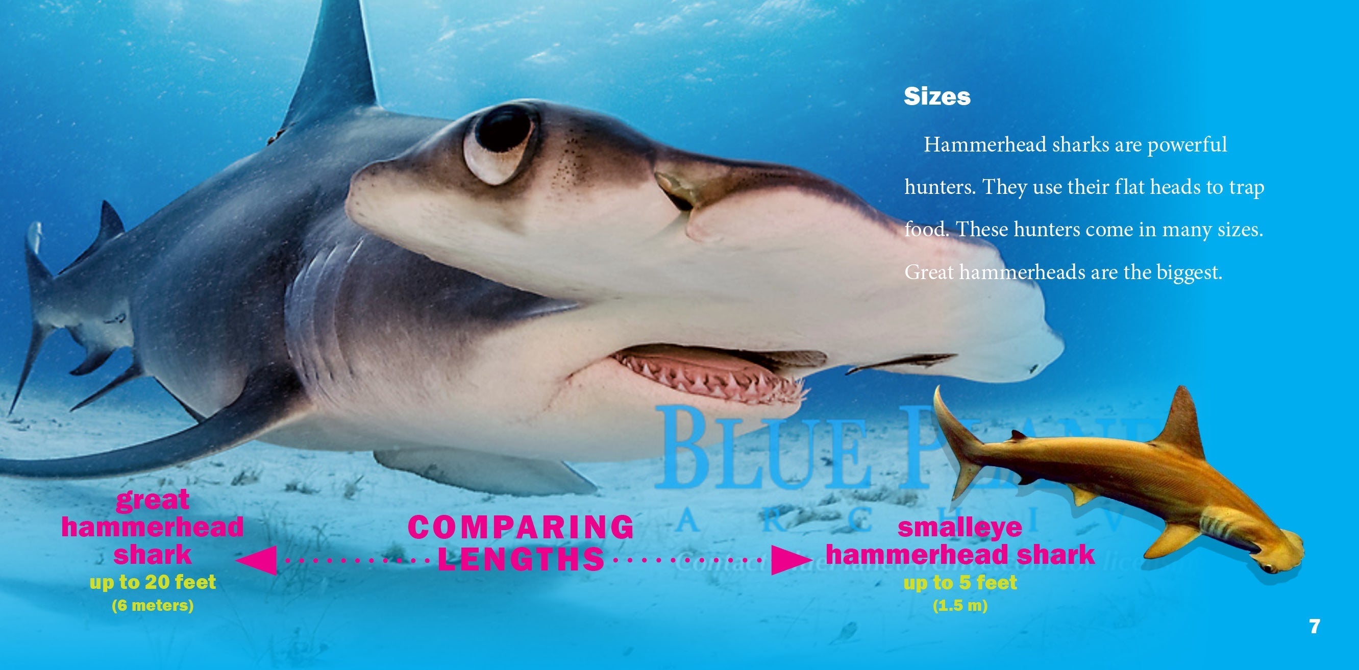 Hammerhead Shark Figurine - Realistic Ocean Animal Toy for Kids & Collectors | Perfect for Educational Play, Aquarium Decor & Gift Giving