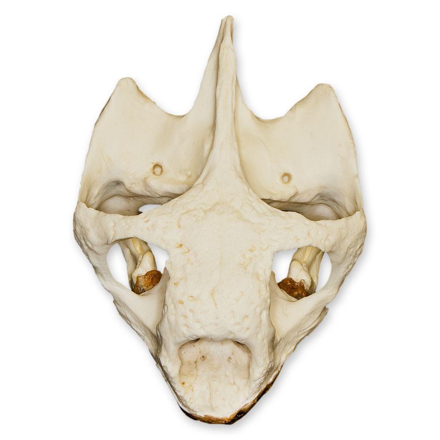 Authentic Replica Galápagos Tortoise Skull - Lifelike Educational Specimen for Science Classrooms, Home Decor & Natural History Collections