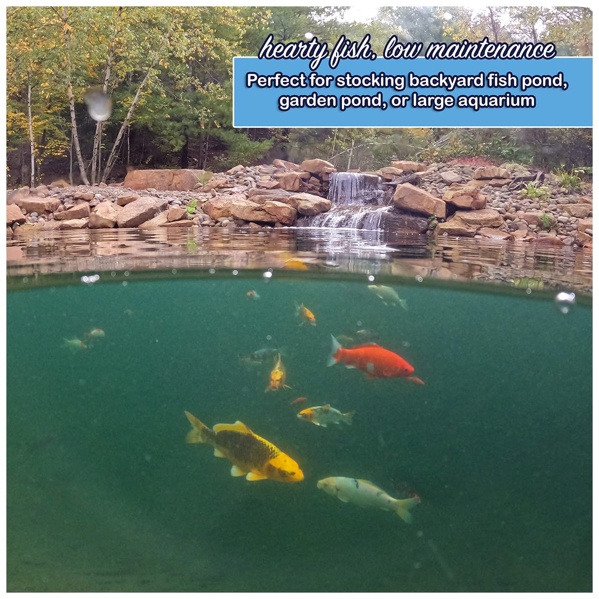 Live Goldfish Mix for Ponds - 10 Pack of 3-5