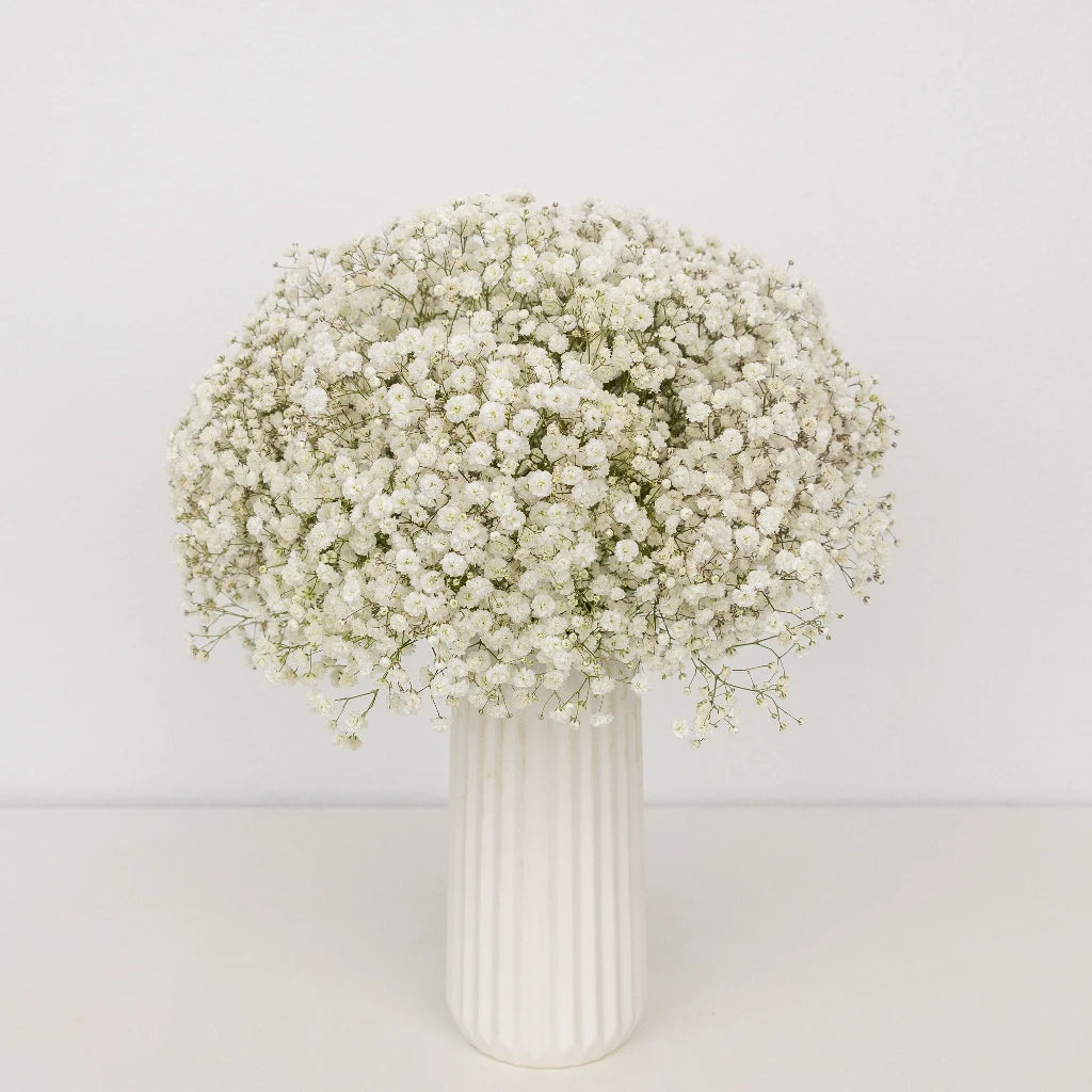 Baby's Breath Wedding Bouquet - Fresh Gypsophila Flowers for Bridal Bouquets, Centerpieces & Wedding Decorations - Perfect for Bridal Showers, Ceremonies & Romantic Events