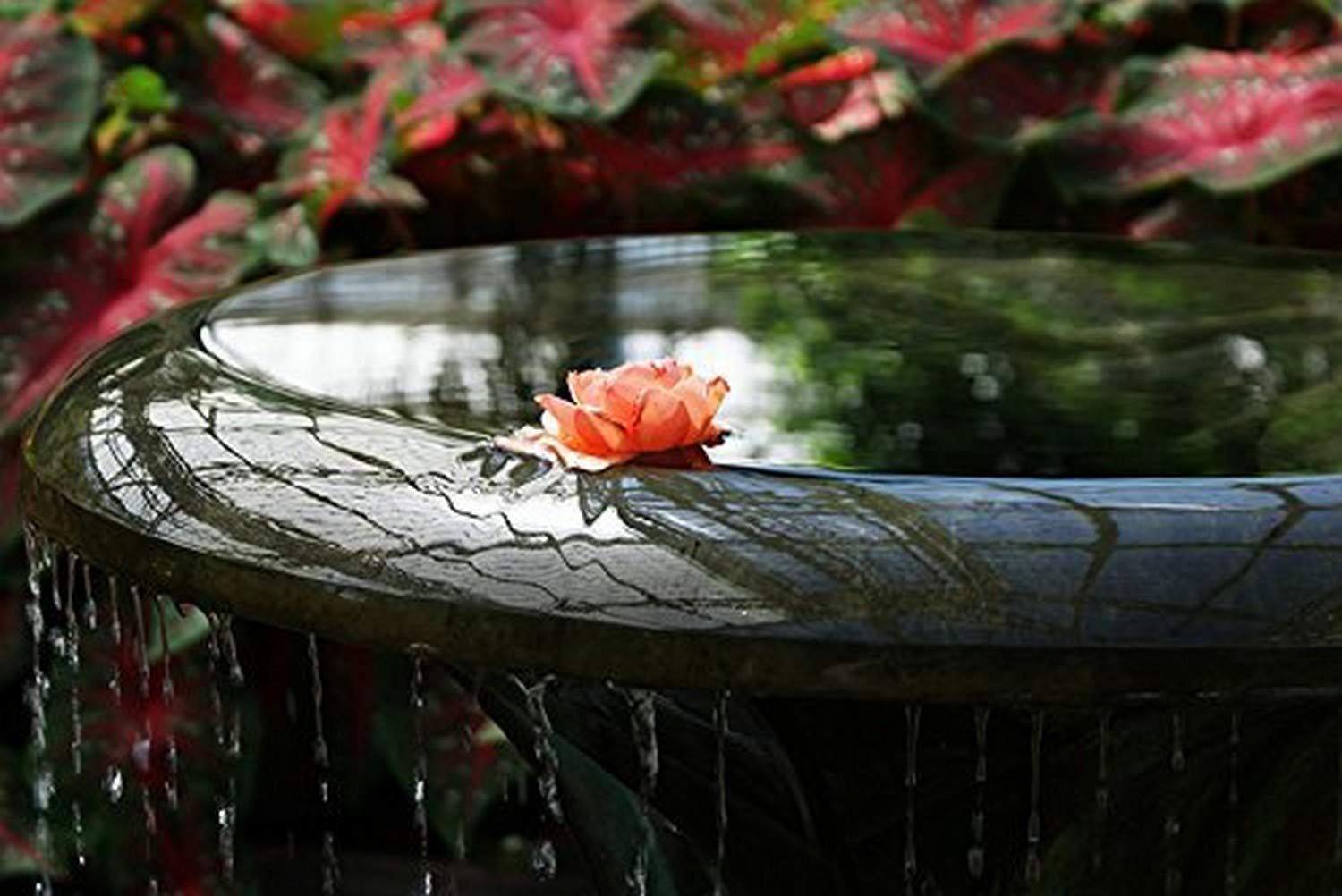 BuyArtforLess Rose Fountain Wall Art Print - 18x12 Inch Floral Poster with Sunlight, Flowers & Greenery - Perfect for Home, Office, Garden Decor & Water Feature Accents