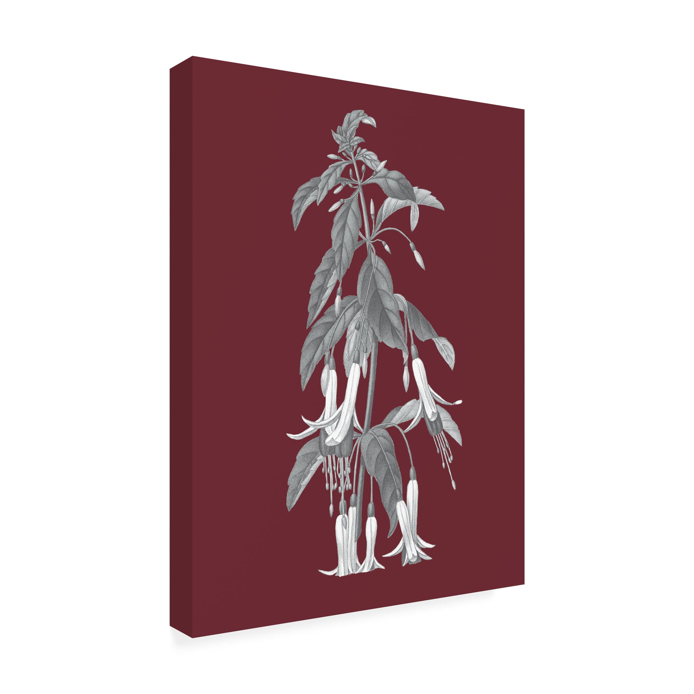 Trademark Fine Art 'Pomegranate Botanical I' Canvas Art Print by Wild Apple - Vibrant Floral Wall Decor for Living Room, Bedroom & Office