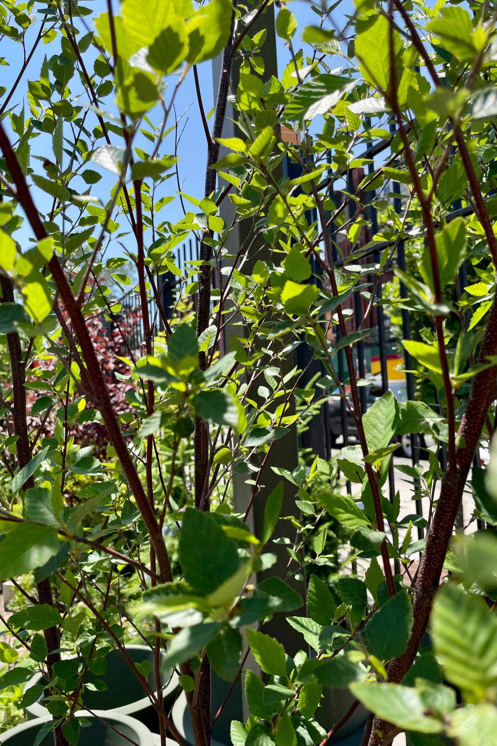 Betula Nigra Clump #10 - River Birch Tree for Landscaping & Garden Decoration | Perfect for Shade, Privacy & Erosion Control