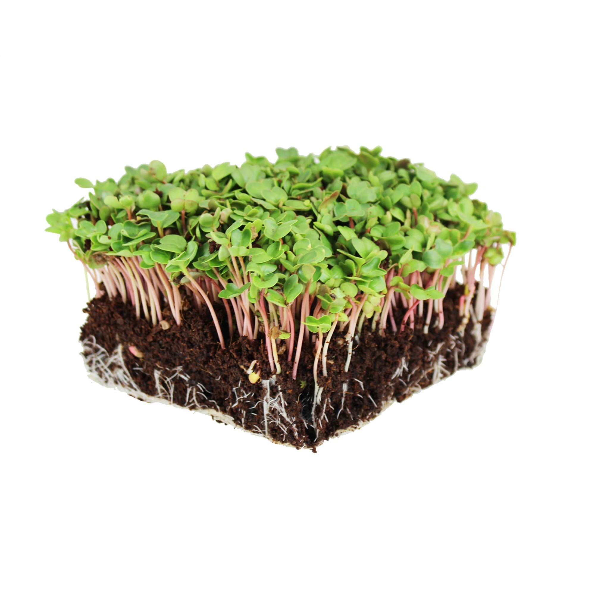 Premium Non-GMO China Rose Radish Sprouting Seeds - 25 Lb Bulk for Microgreens, Home Gardening & Hydroponics | Fast-Growing, High-Yield Vegetable Seeds for Salads, Juicing & Healthy Eating