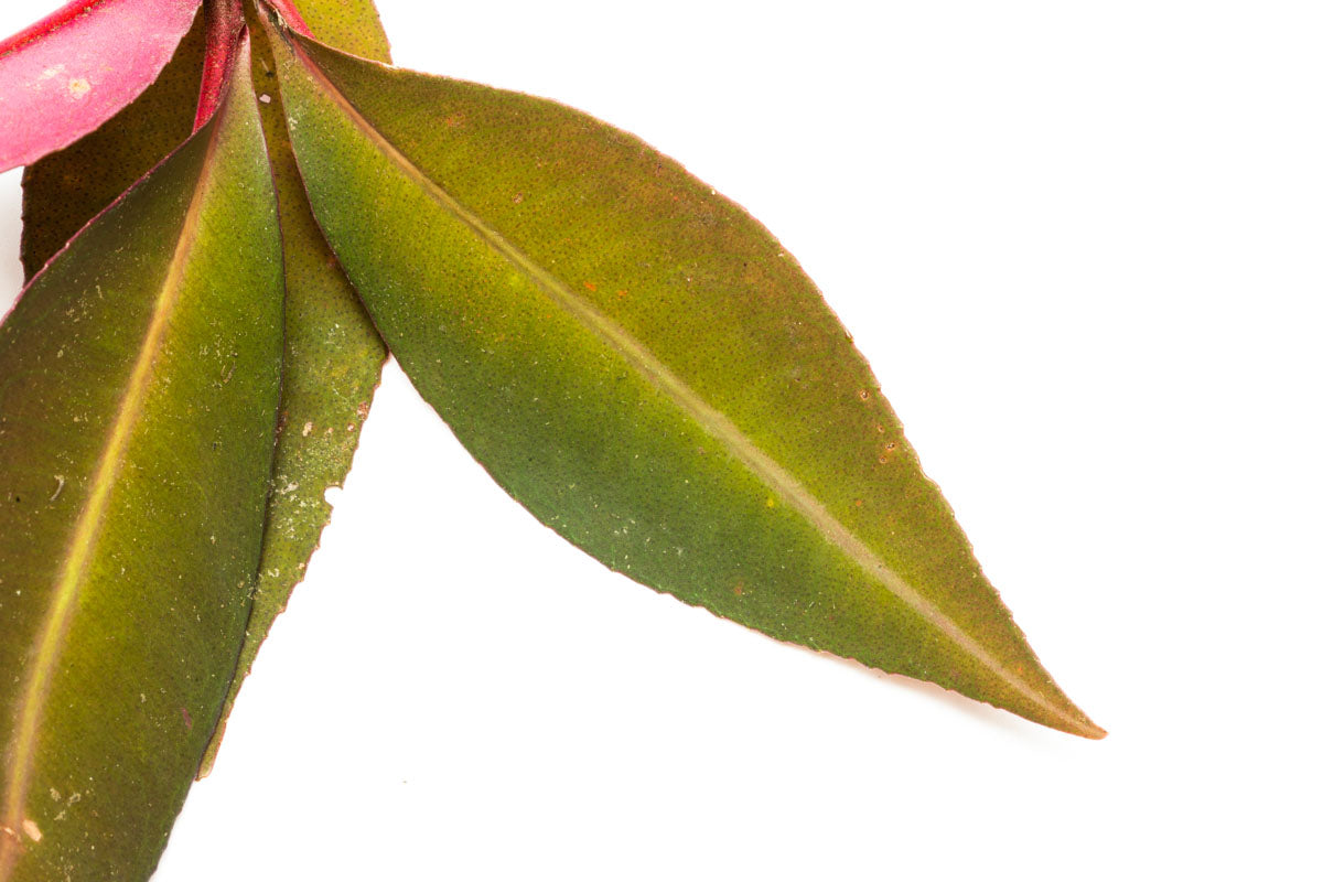 Ardisia Sp Pink Line - Beautiful Pink Variegated Houseplant for Home & Office Decor | Perfect for Indoor Gardens, Terrariums, and Gift Giving