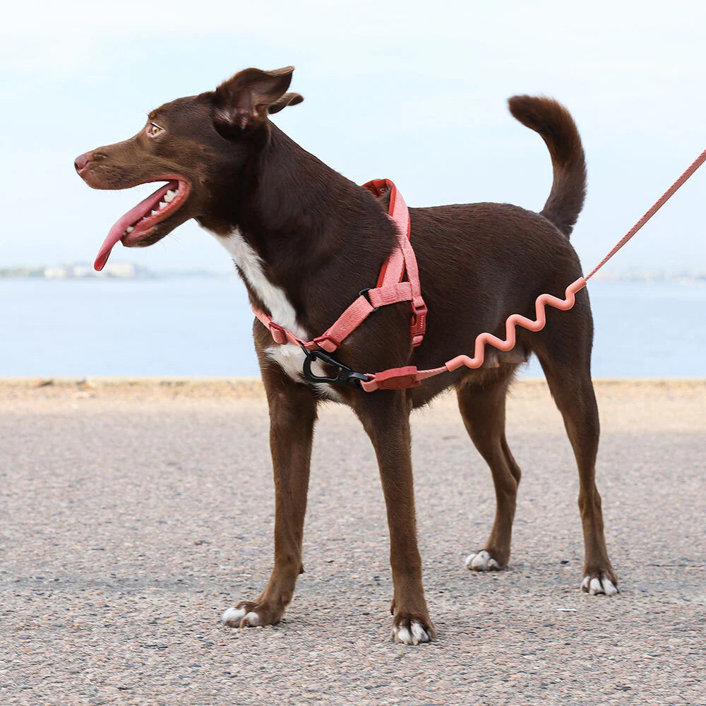 Zee.Dog Canyon Softer Walk Harness - Adjustable No-Pull Dog Harness for Small, Medium & Large Dogs - Perfect for Hiking, Walking & Outdoor Adventures