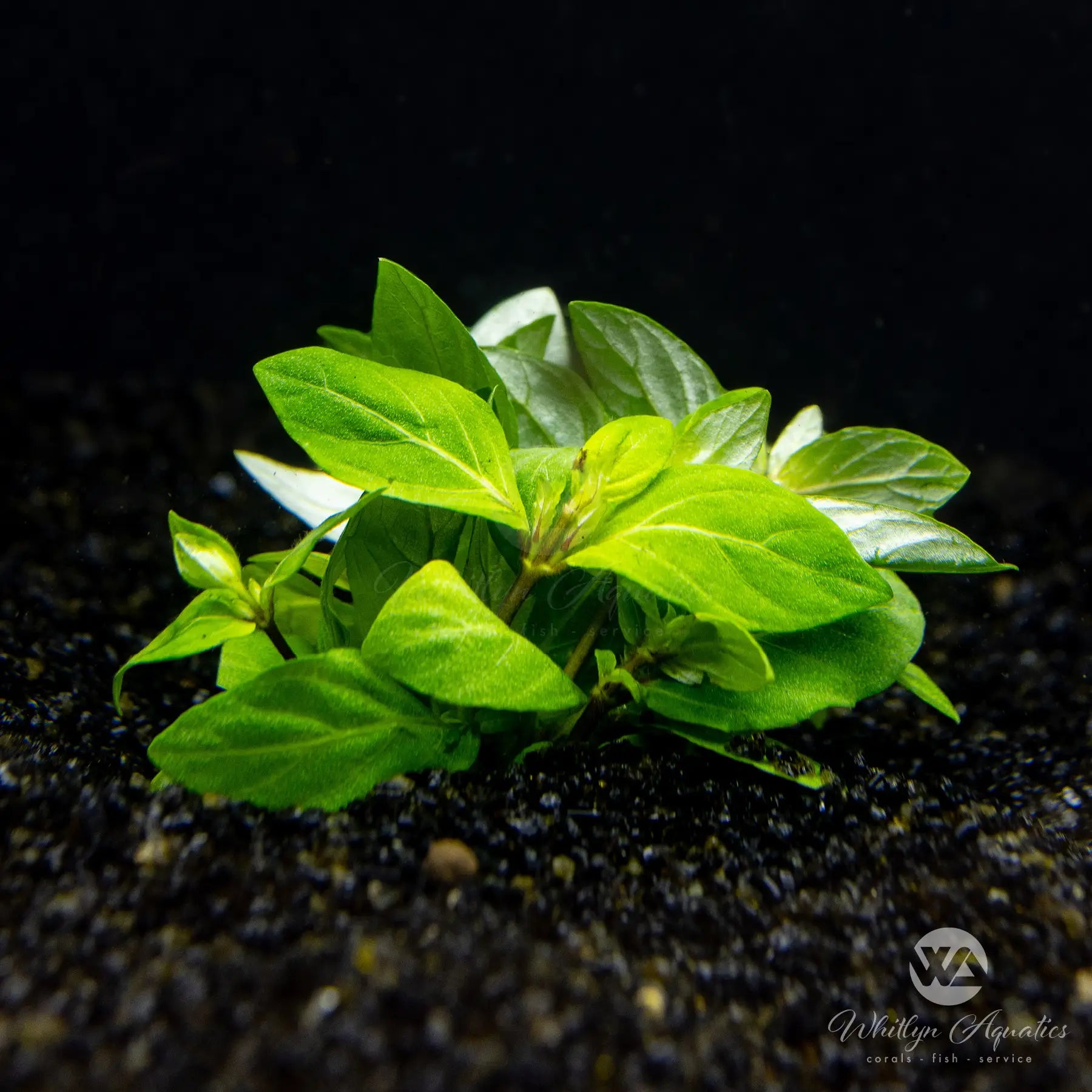 Staurogyne Repens Aquatic Plant for Freshwater Aquariums | Live Aquarium Carpeting Plant for Fish Tanks, Shrimp Tanks & Aquascaping | Easy to Grow Low-Light Plant