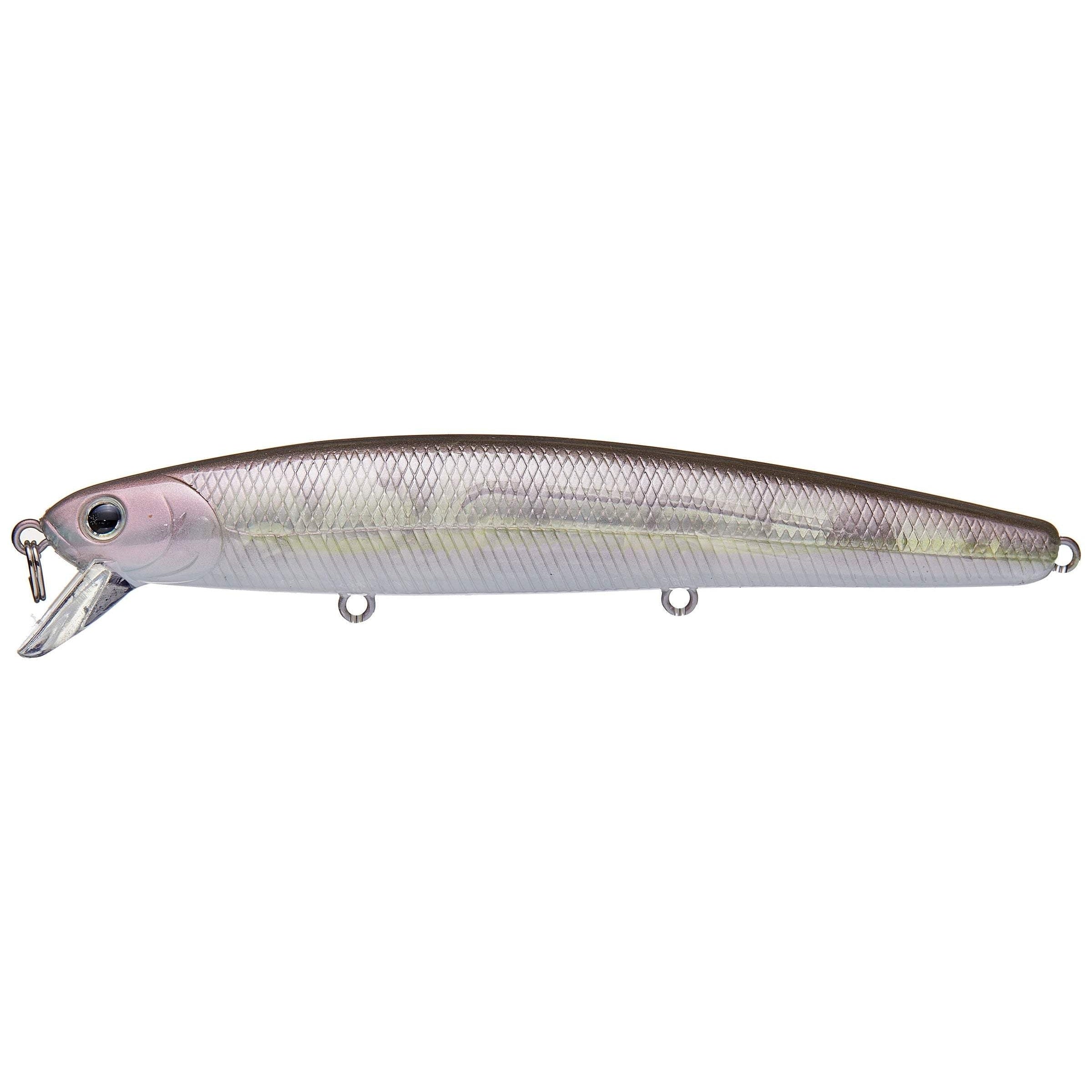 Metallic Sardine