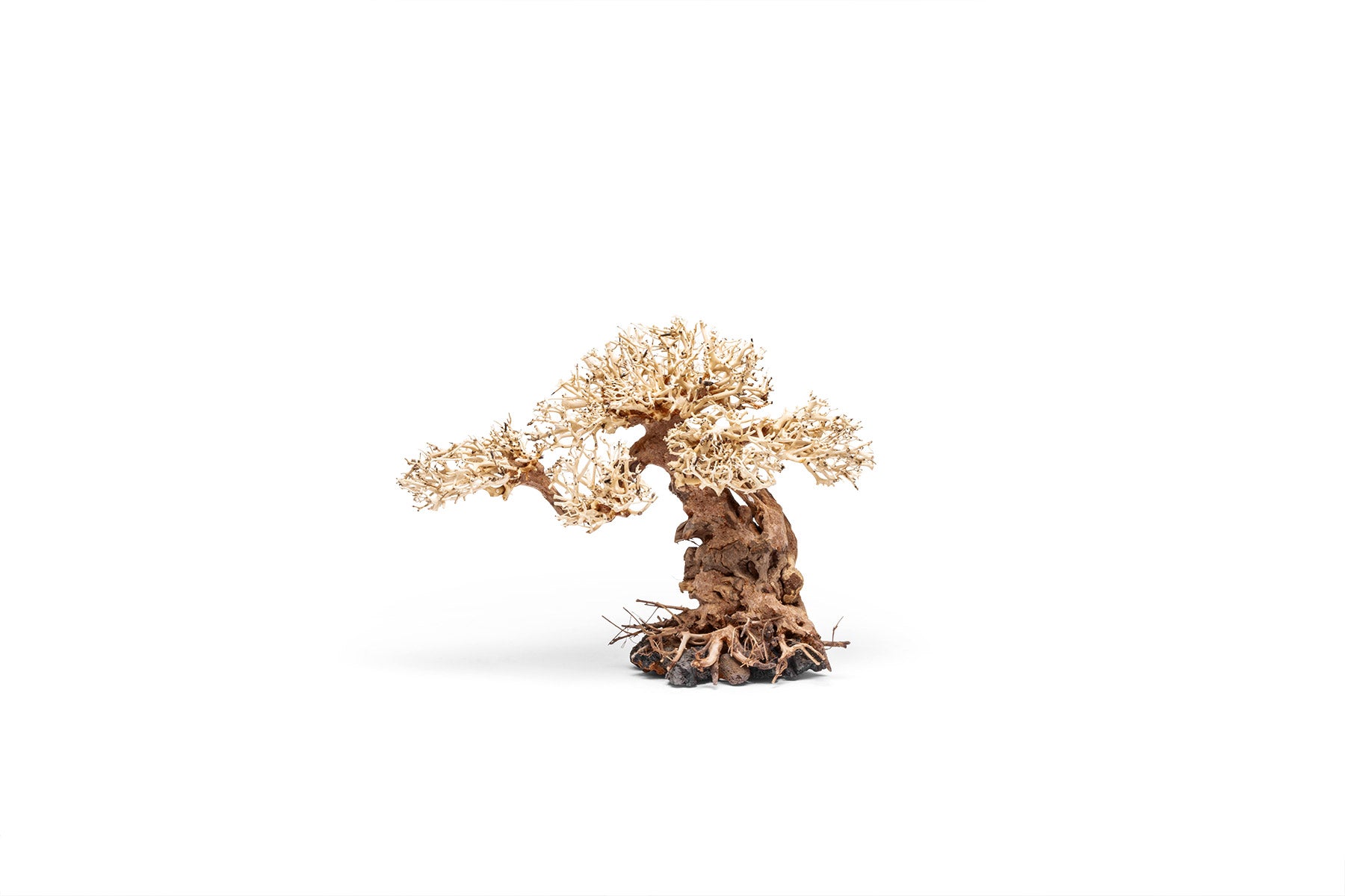 Premium Uns Bonsai 012 - Miniature Bonsai Tree for Home & Office Decor, Zen Garden, Gift Idea