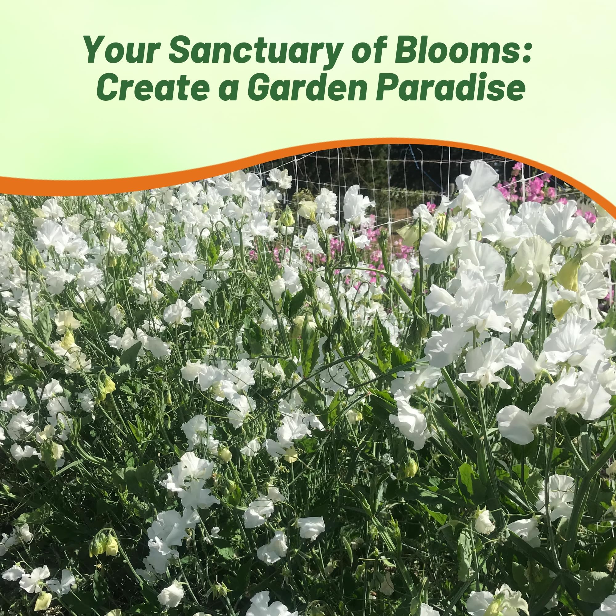 Outsidepride 250 Seeds Annual Lathyrus Odoratus Sweet Peas Royal White Vine Seeds for Planting - Fragrant Climbing Flowers for Garden Trellis, Fence & Container Gardening