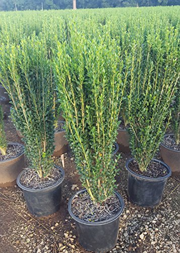 Sky Pencil Japanese Holly Live Plant - 3 Gallon Pot - Evergreen Shrub for Privacy Screening, Hedge Planting & Landscaping
