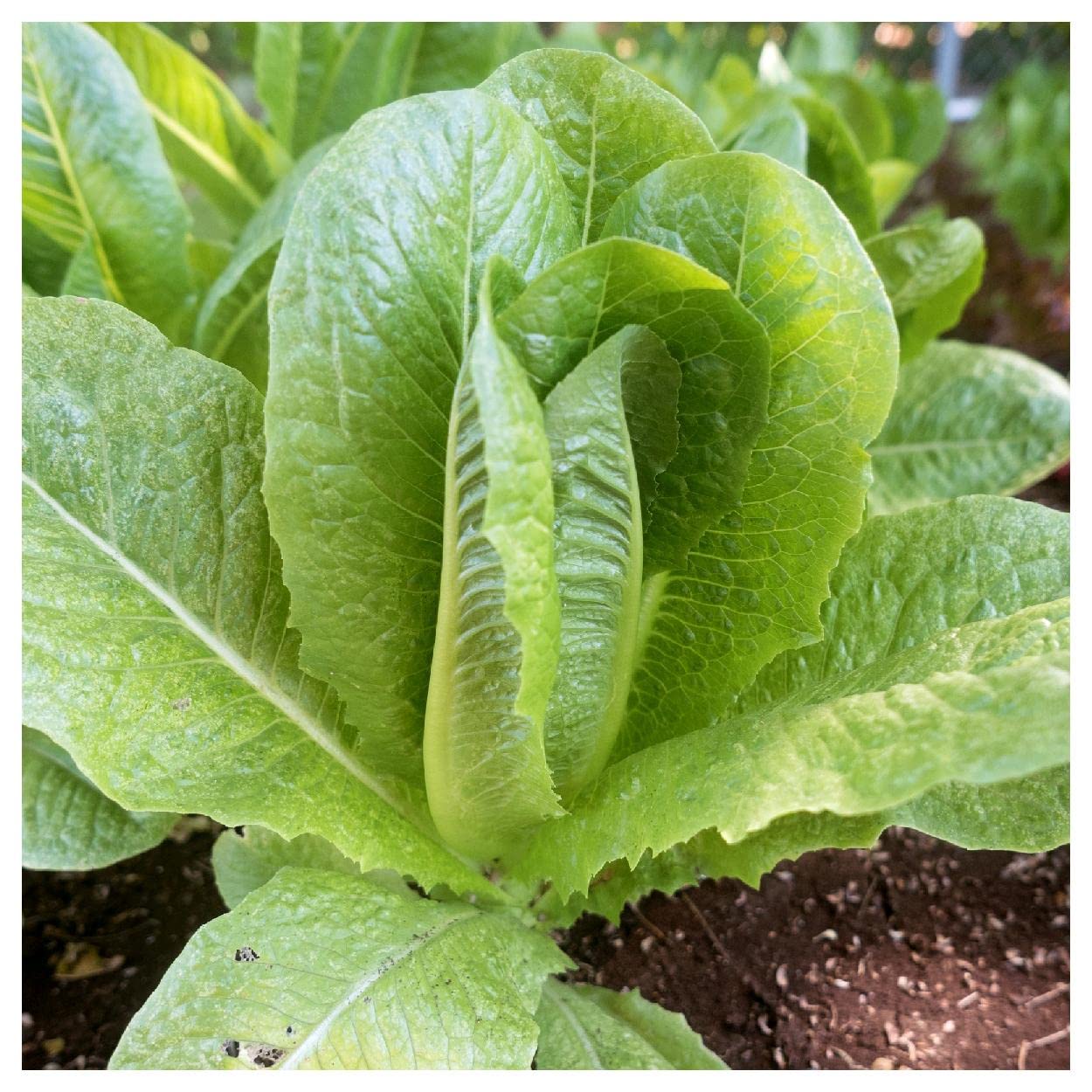 Organic Parris Island Cos Romaine Lettuce Seeds - 1 Lb Bulk Pack - Non-GMO Heirloom Seeds for Home Gardening & Hydroponics - Everwilde Farms Gold Vault Packaging