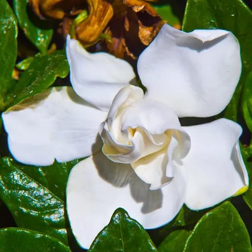 gardenia-mystery