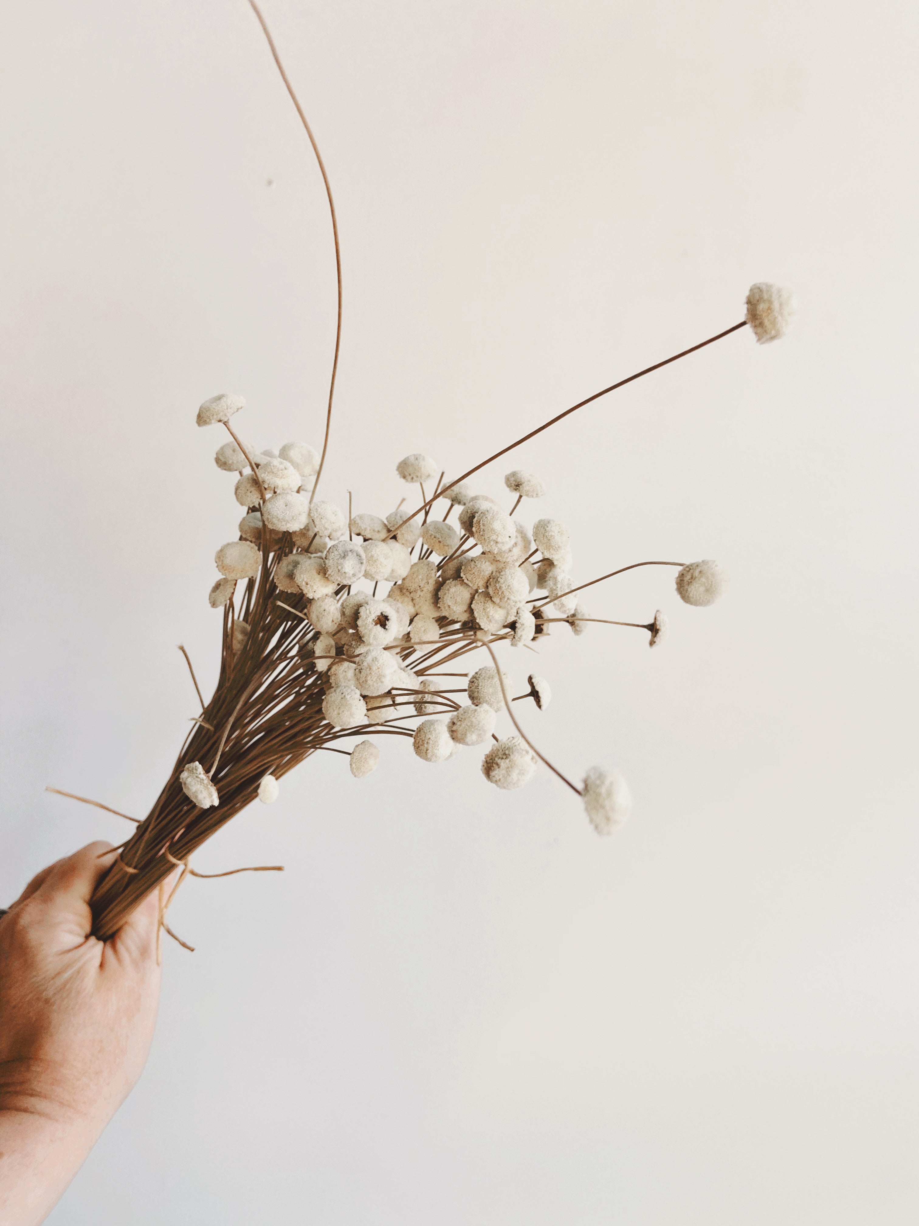 Premium Dried Button Flower Bunch - Natural Home Decor for Boho Wedding, Rustic Centerpieces & DIY Crafts | Long-Lasting Dried Floral Arrangement