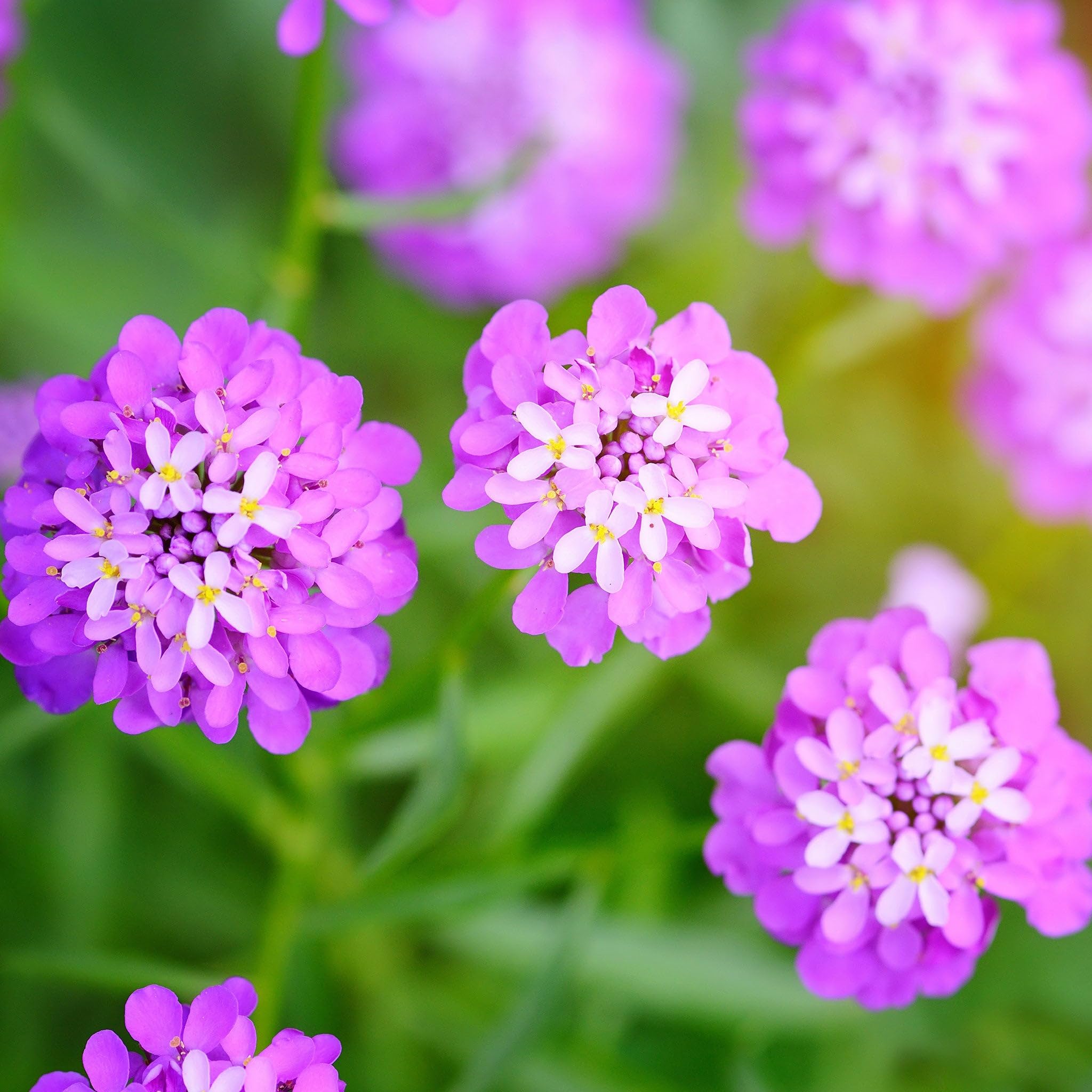 Eden Brothers Candytuft Seeds - Rose Cardinal | Perennial Flower Seeds for Gardens, Borders & Landscaping | Attracts Pollinators & Adds Vibrant Color