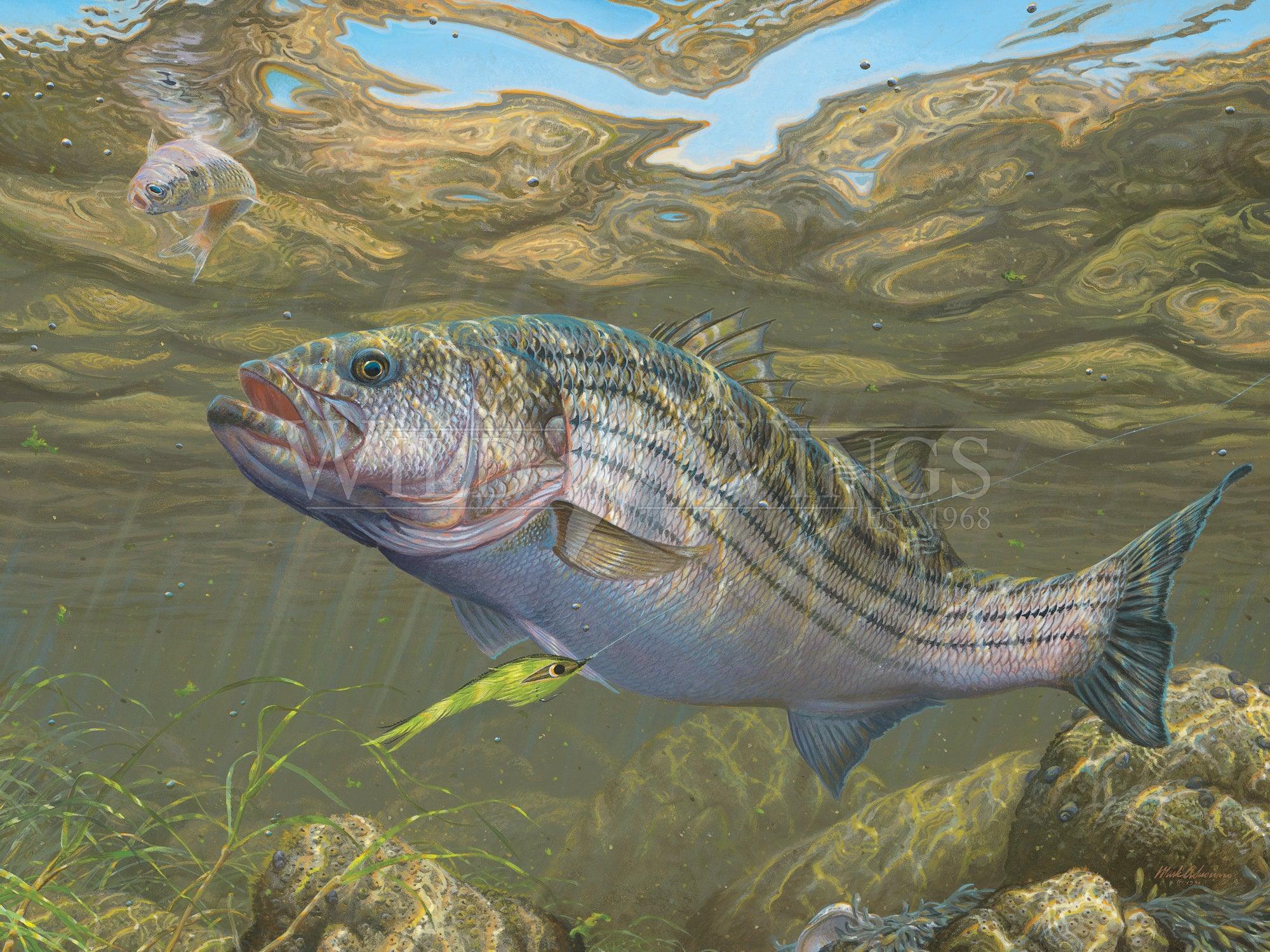Limited Edition Striped Bass Fishing Paper - Premium Quality for Anglers & Collectors | Perfect for Framing, Scrapbooking & Decorative Art Projects