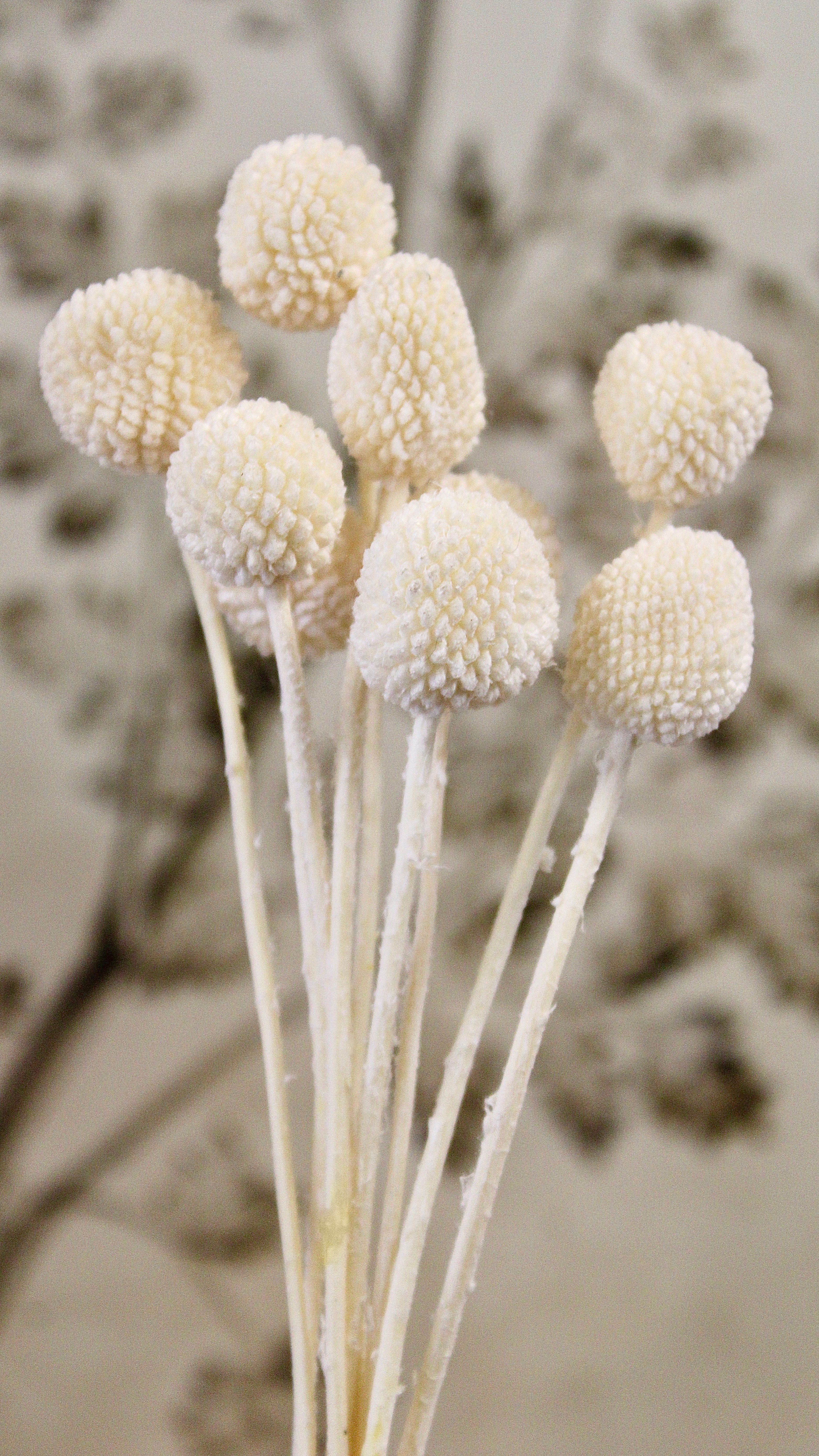 Premium Dried Craspedia Flowers Bulk - Natural Yellow Billy Balls for Wedding Bouquets, Home Decor, and DIY Floral Arrangements