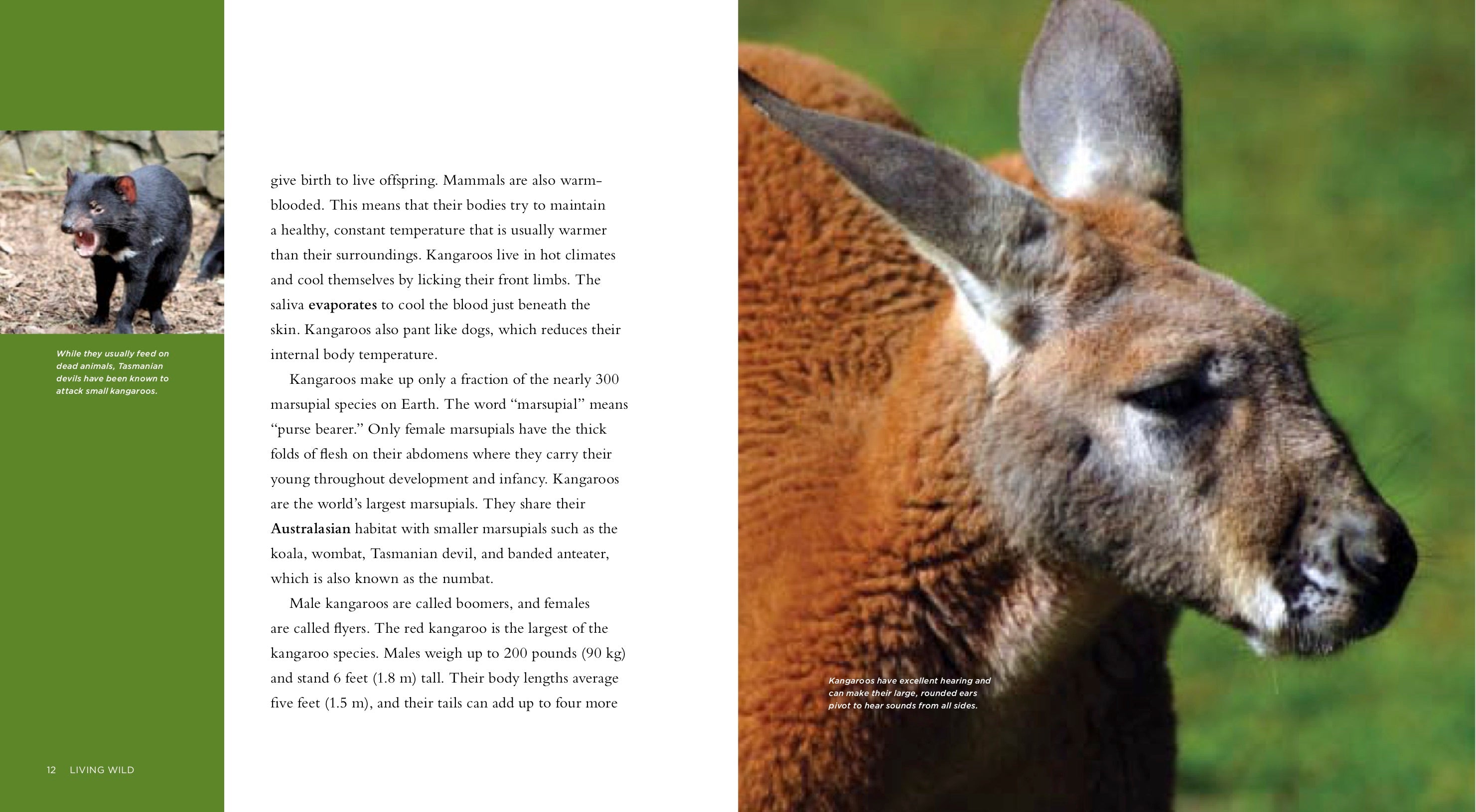 Kangaroos: Fun Facts and Amazing Photos - ISBN 9781583419700 - Perfect for Kids' Learning & Animal Lovers