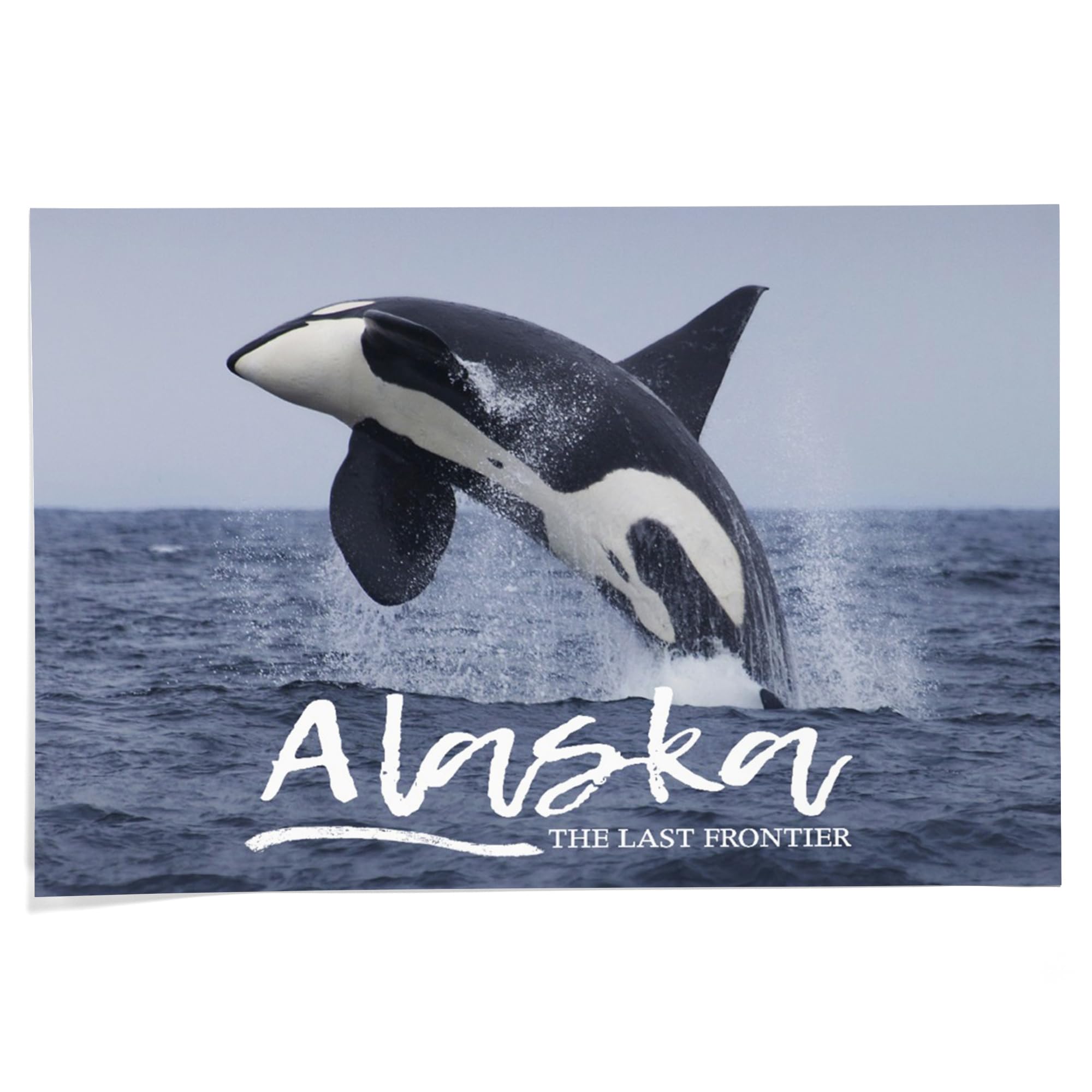 Lantern Press 24x36 Inch Giclee Art Print - Alaska Orca Whale Jumping Wall Decor - Premium Canvas Painting for Living Room, Bedroom & Office