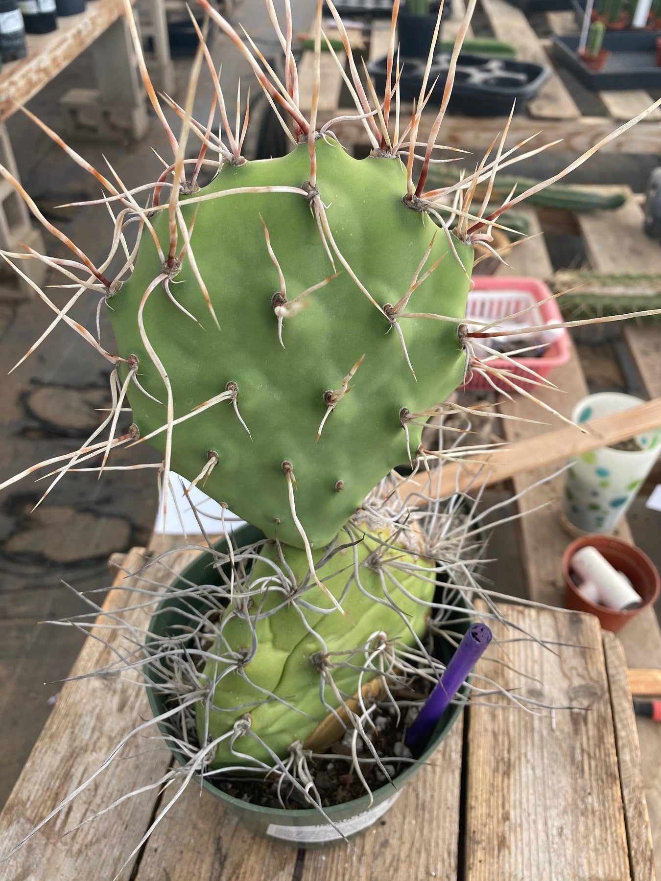 Exact Opuntia Sulphurea Cactus Plant - Rare Succulent for Home & Garden Decor, Office Desk, and Terrarium Arrangements