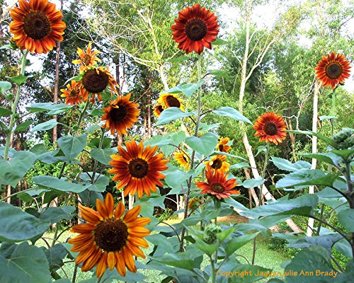 Non-GMO Bulk Autumn Beauty Sunflower Seeds (Helianthus annuus) - 1/4 Lb Pack - Perfect for Planting, Bird Feeding & Healthy Snacking