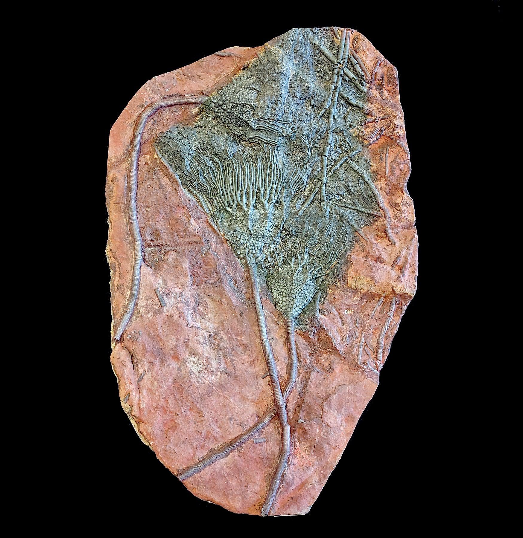 Devonian Crinoid Fossil Plate - Authentic Paleozoic Marine Specimen for Collectors & Education - Perfect for Home Decor, Classroom Display & Geology Enthusiasts