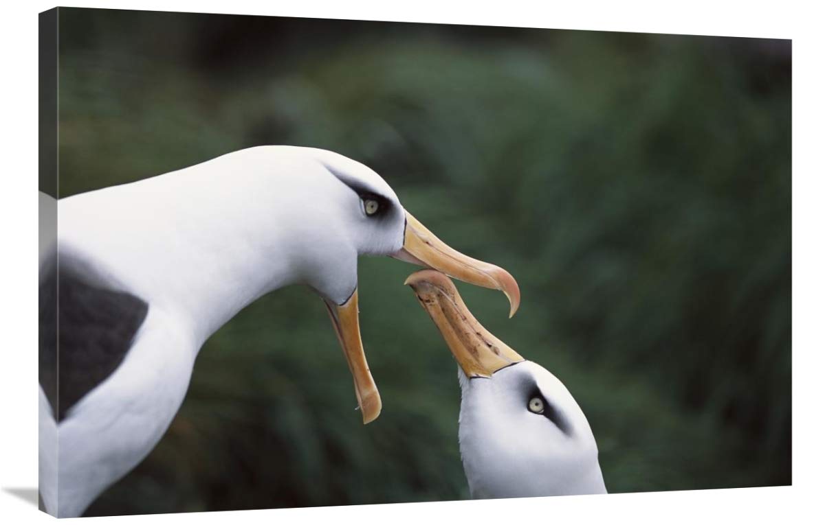 Campbell Albatross Courtship Dance Canvas Art Print - 36