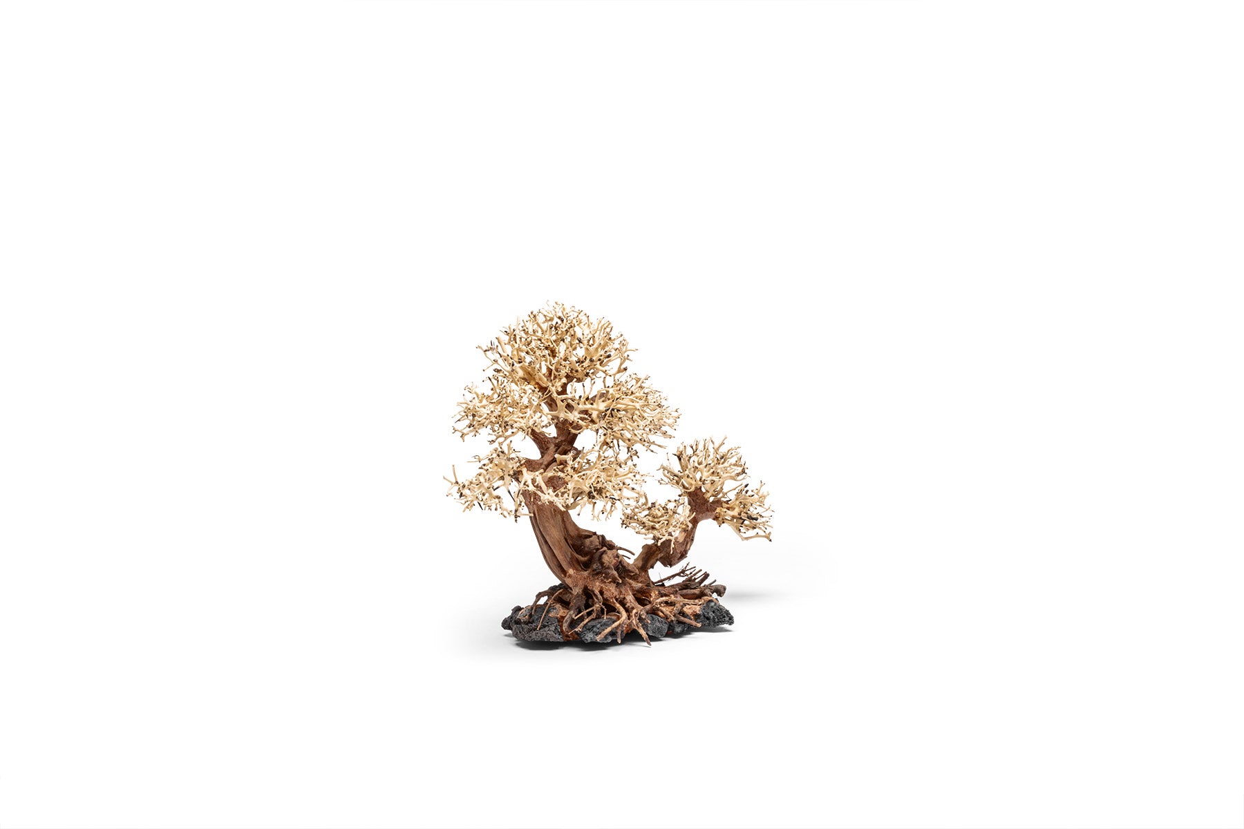 Uns Bonsai 011 - Premium Mini Bonsai Tree for Home & Office Decor | Perfect for Zen Gardens, Desk Decorations, and Gift Ideas