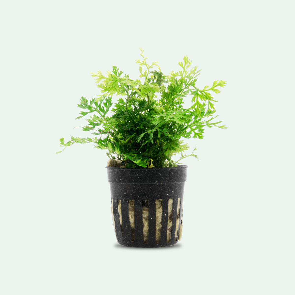 Bolbitis Difformis 'Mini' - Small Aquatic Fern for Planted Aquariums | Perfect for Nano Tanks, Aquascaping & Low-Light Environments