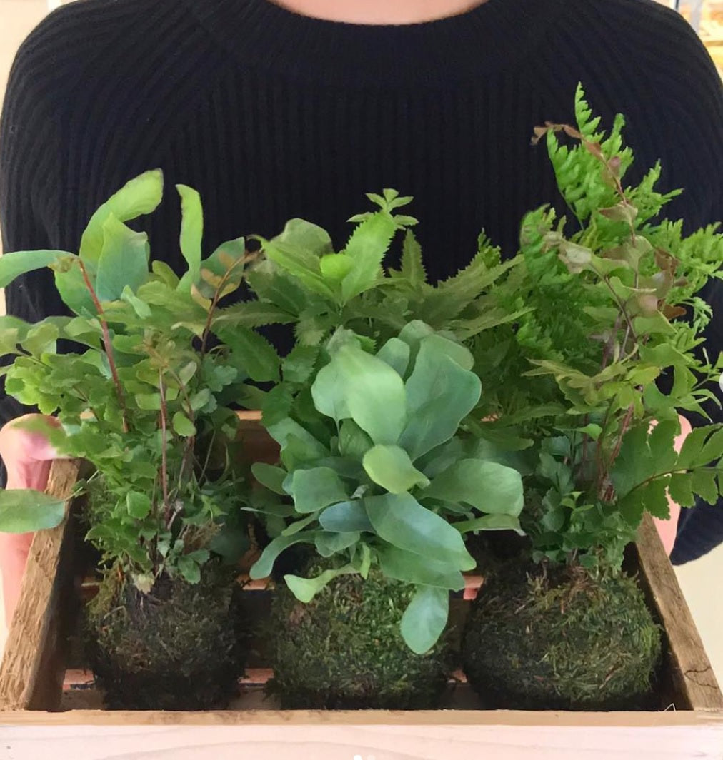 Wagumi Kokedama Moss Ball - Handmade Japanese Plant Decor for Home & Office | Perfect for Zen Gardens, Table Centerpieces & Gift Giving