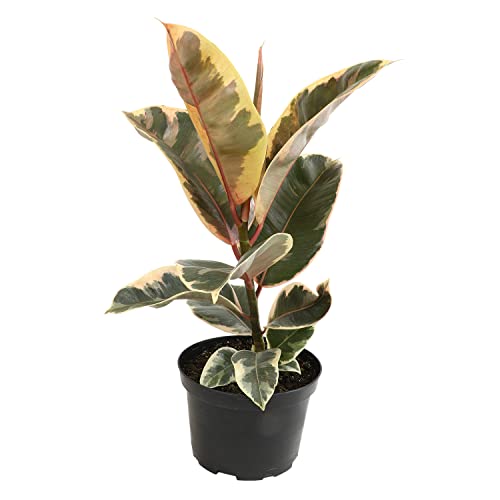 Black Pot