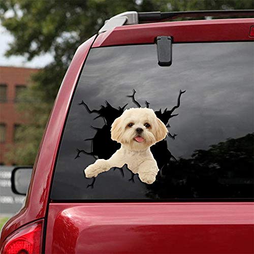 Shih Tzu-02