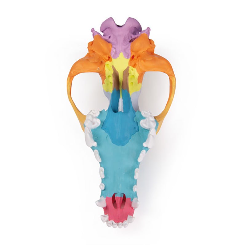 Dog Skull with Didactic Painting - Unique Gothic Home Decor & Halloween Decoration for Pet Lovers