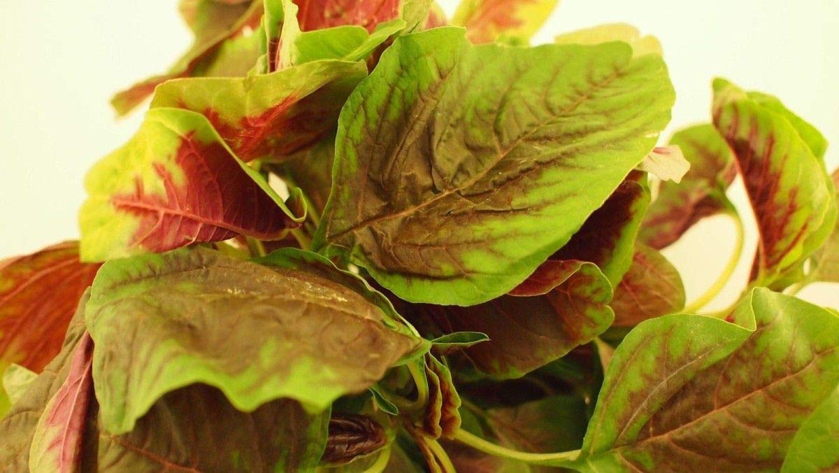 High-Protein Iron & Vitamin-Rich Seeds - More Calcium Than Milk (25 Seeds) | Perfect for Smoothies, Salads & Healthy Snacks
