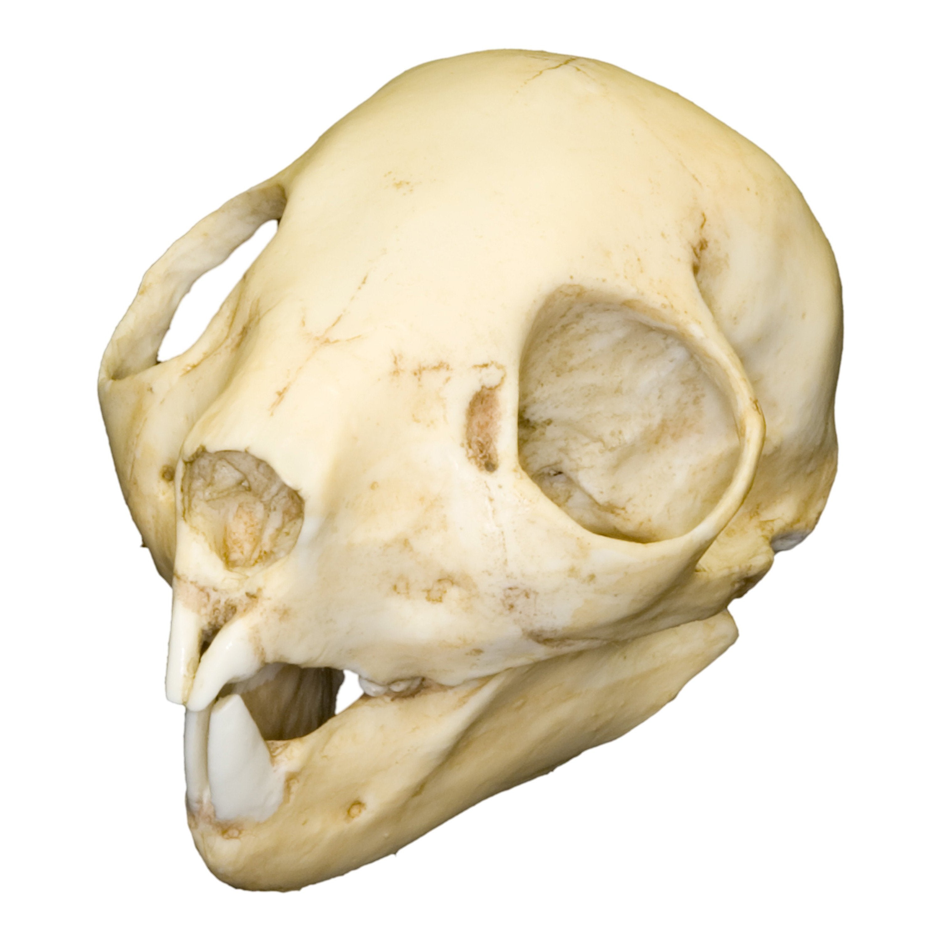 Authentic Replica Aye Aye Skull - Adolescent Size - Perfect for Halloween Decor, Science Classroom Display & Oddity Collectors