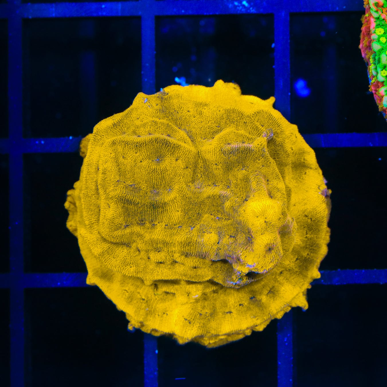 24K Gold Leptoseris Coral for Saltwater Aquariums - Rare & Vibrant Coral for Reef Tanks, Nano Tanks & Marine Displays