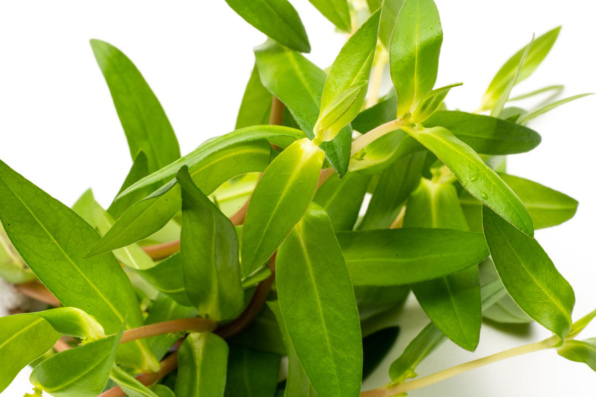 Nesaea Triflora Aquatic Plant for Freshwater Aquariums - Perfect for Aquascaping and Fish Tank Decoration