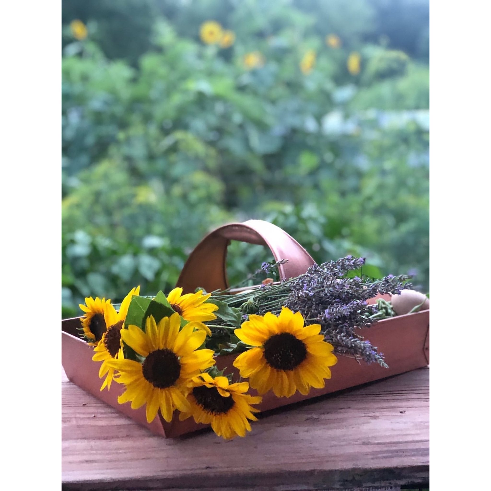 Large Garden Trug Basket - Durable Harvesting Basket for Fruits, Vegetables & Flowers - Perfect for Gardening, Farmers Market & Outdoor Gatherings