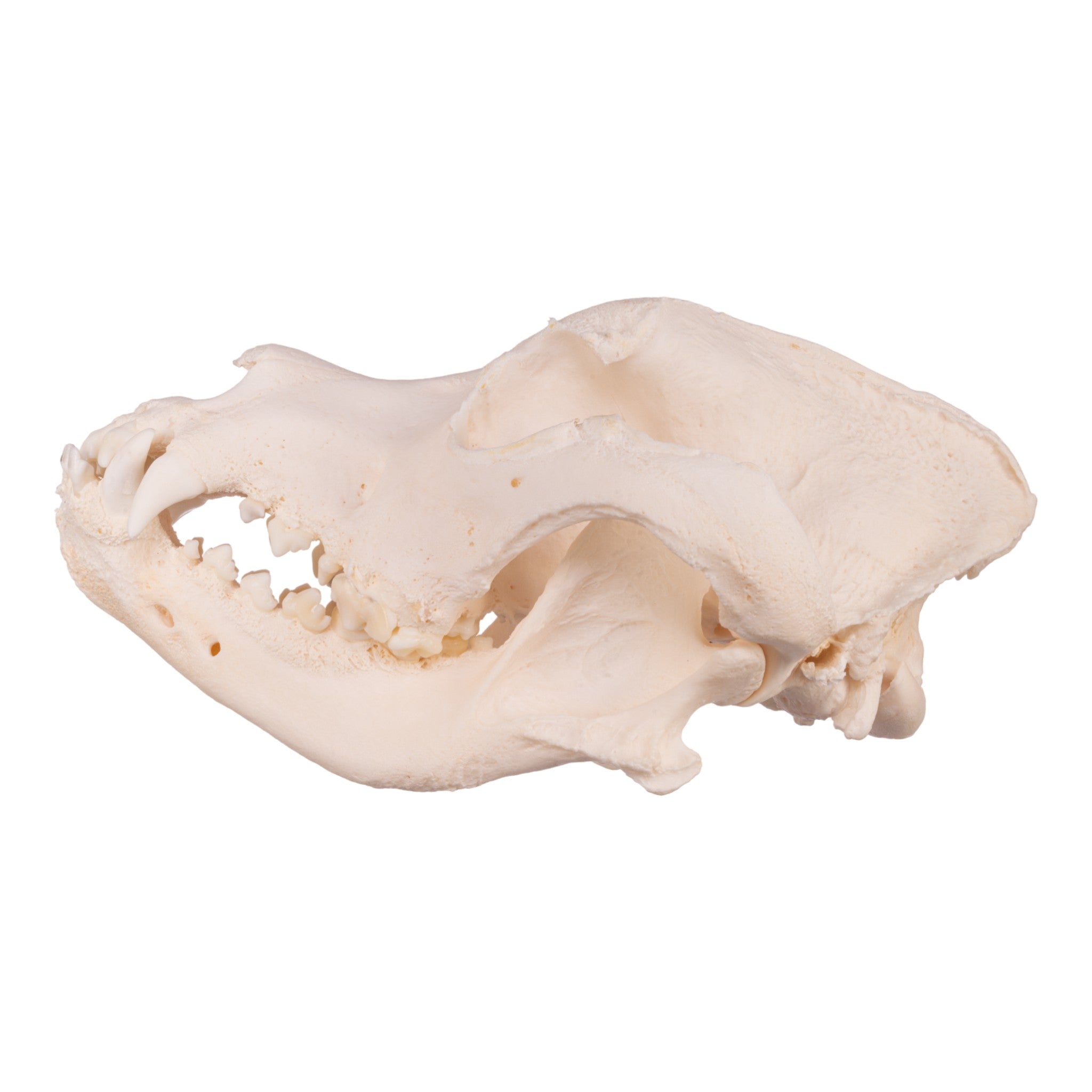 Authentic Domestic Dog Skull Replica - Mastiff Breed - Perfect for Veterinary Studies, Halloween Decor & Taxidermy Collections