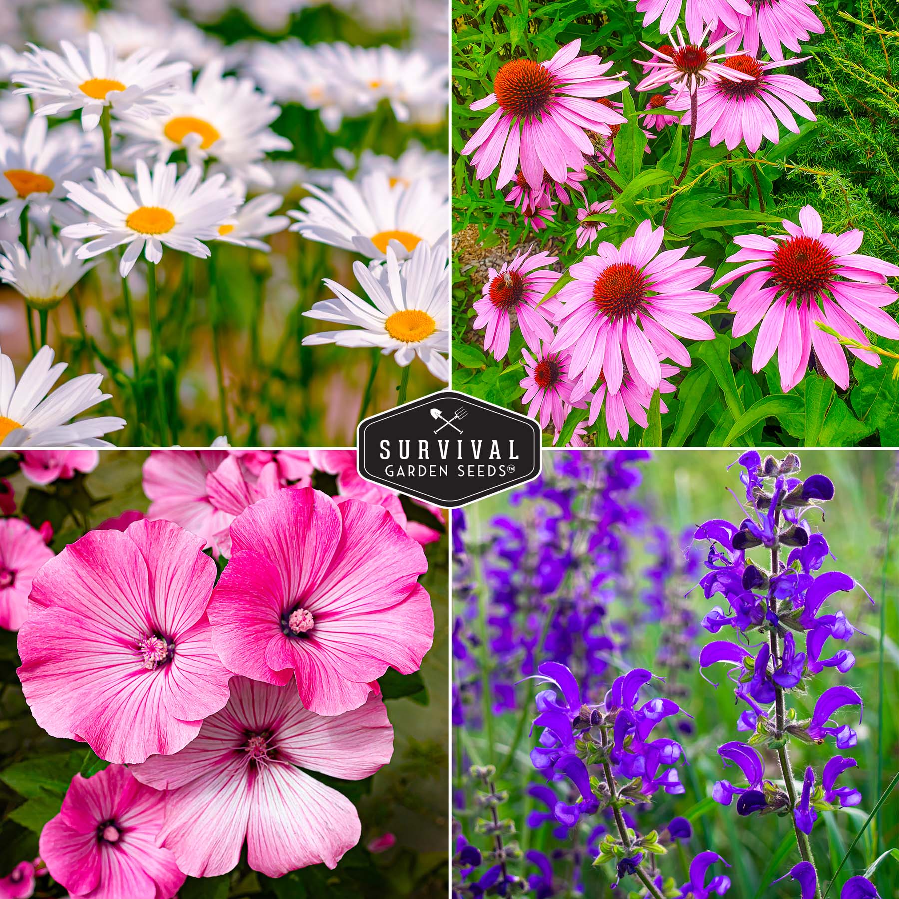 Perennial Flowers Mix - Shasta Daisy, Echinacea, Russell Lupine, Rose Mallow & Blue Sage Wildflower Seeds | Long-Lasting Garden Blooms for Borders, Pollinator Gardens & Landscaping