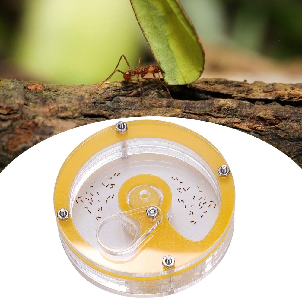 Transparent Round Ant Nest - Moisture House for Ants, Yellow Color | Educational Insect Habitat for Kids | Perfect for Science Projects & Classroom Observation