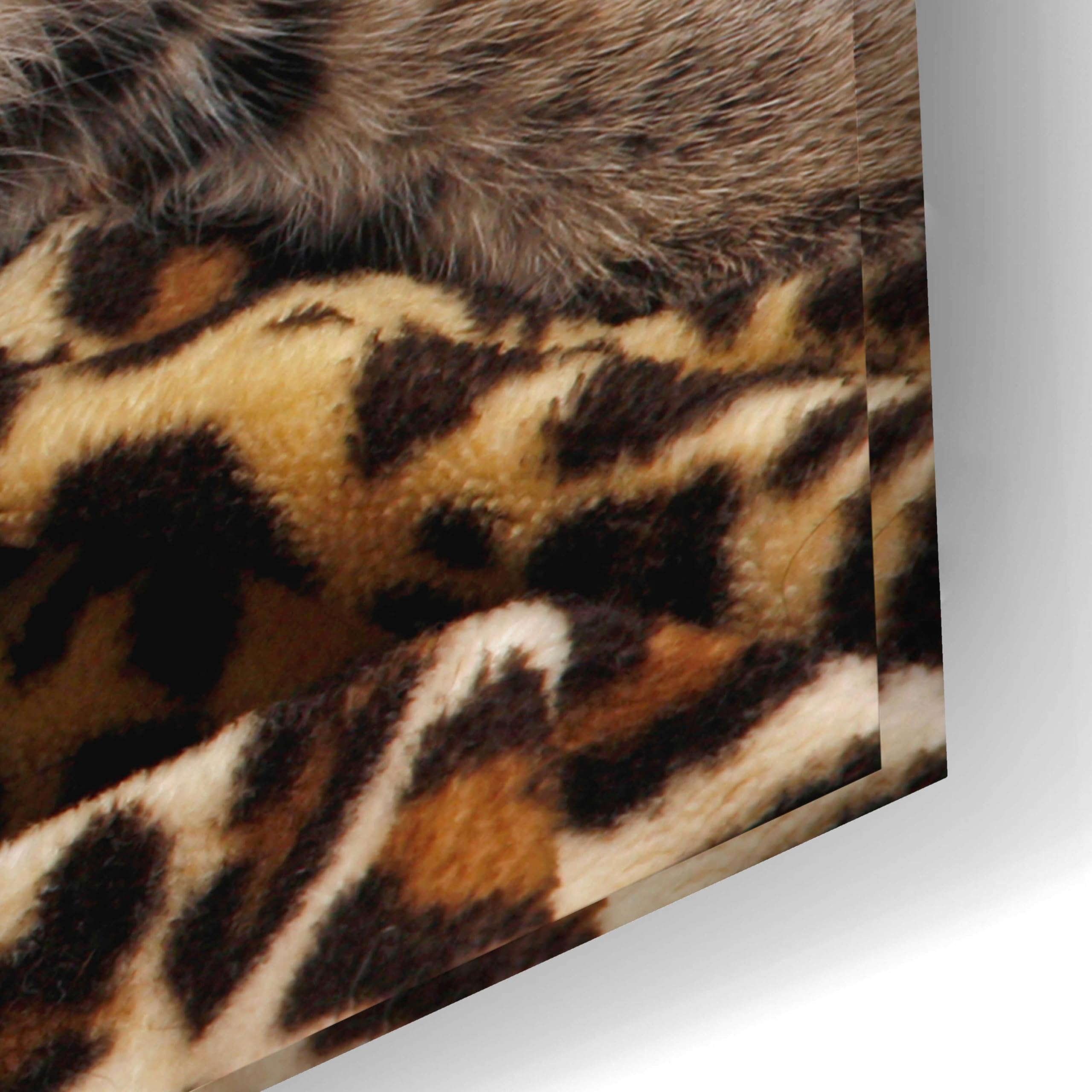 Epic Art 'Kittens' by Mike Jones - 24x16 Inch Acrylic Glass Wall Painting - Perfect for Living Room, Bedroom & Office Decor