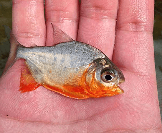 Red Bellied Pacu Fish - Freshwater Tropical Aquarium Fish for Home & Office Aquariums - Perfect for Large Tanks & Community Tanks