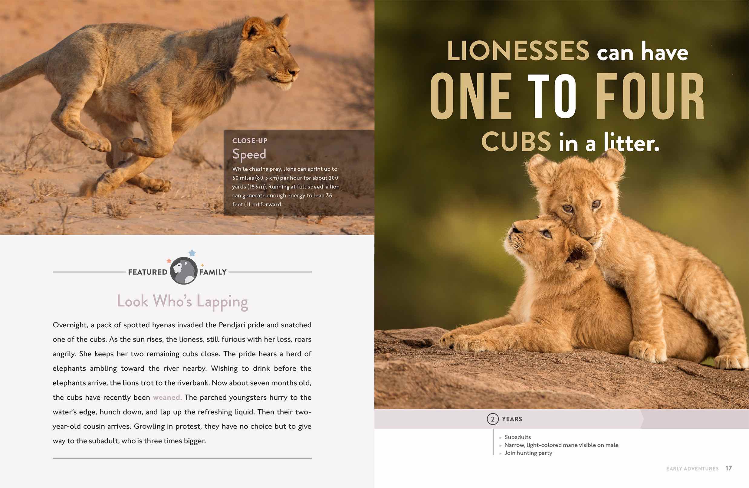 Lion Book 9781640263406 - Wildlife Animal Encyclopedia for Kids & Adults - Perfect for School Projects, Home Libraries & Animal Lovers