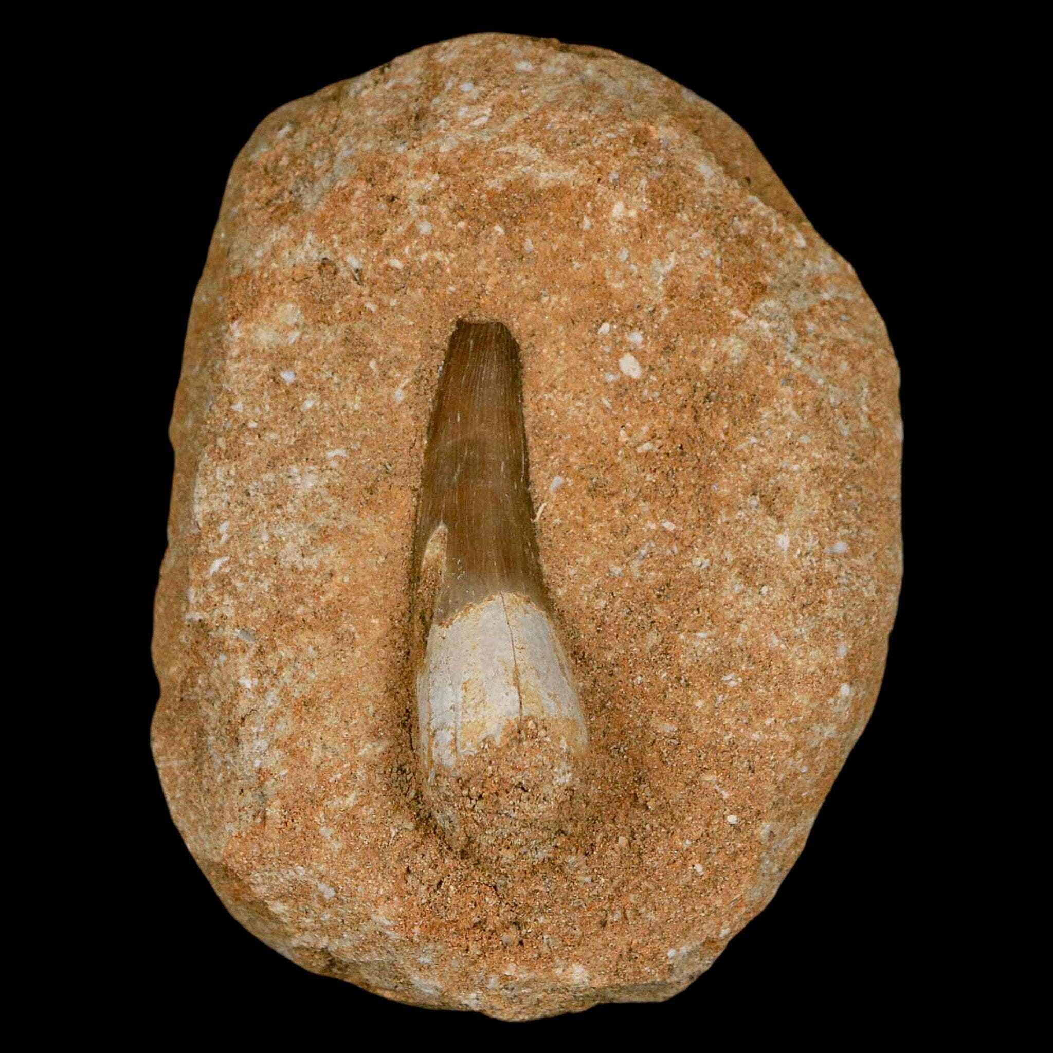 1.5 Inch Authentic Plesiosaur Zarafasaura Tooth Fossil in Matrix - Cretaceous Dinosaur Era Specimen with COA - Perfect for Fossil Collectors, Paleontology Enthusiasts, and Educational Displays